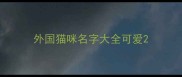 外国猫咪名字大全可爱