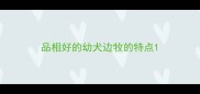 品相好的幼犬边牧的特点