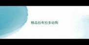 精品拉布拉多幼狗