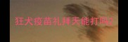 狂犬疫苗礼拜天能打吗