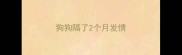 狗狗隔了2个月发情