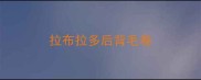 拉布拉多后背毛卷