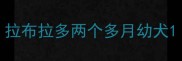 拉布拉多两个多月幼犬