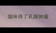 猫咪得了乳腺肿瘤