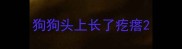狗狗头上长了疙瘩
