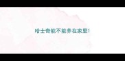 哈士奇能不能养在家里