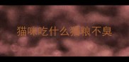 猫咪吃什么猫粮不臭