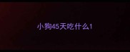 小狗45天吃什么