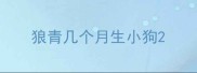 狼青几个月生小狗