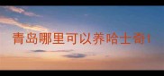 青岛哪里可以养哈士奇