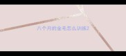 八个月的金毛怎么训练