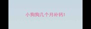 小狗狗几个月补钙