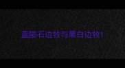 蓝陨石边牧与黑白边牧
