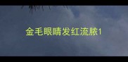 金毛眼睛发红流脓