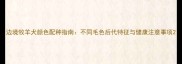 边境牧羊犬颜色配种指南不同毛色后代特征与健康注意事项