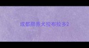 成都限养犬拉布拉多