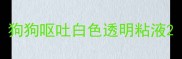 狗狗呕吐白色透明粘液