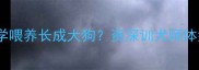 拉布拉多如何科学喂养长成大狗资深训犬师体型控制黄金法则