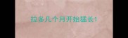 拉多几个月开始猛长