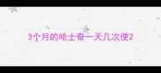 3个月的哈士奇一天几次便