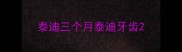 泰迪三个月泰迪牙齿