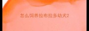怎么饲养拉布拉多幼犬