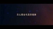 怎么看金毛是否健康