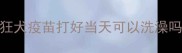 狂犬疫苗打好当天可以洗澡吗