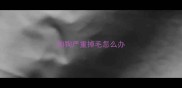 狗狗严重掉毛怎么办