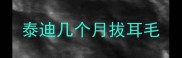 泰迪几个月拔耳毛
