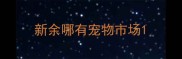 新余哪有宠物市场