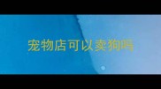 宠物店可以卖狗吗