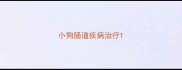 小狗肠道疾病治疗