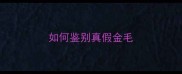 如何鉴别真假金毛