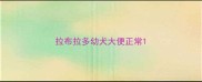 拉布拉多幼犬大便正常