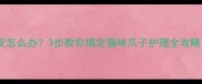 猫咪爪子根部脱皮怎么办3步教你搞定猫咪爪子护理全攻略附护理误区避雷