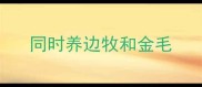 同时养边牧和金毛