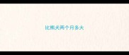 比熊犬两个月多大