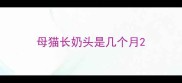 母猫长奶头是几个月