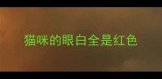猫咪的眼白全是红色