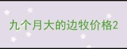 九个月大的边牧价格