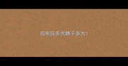 拉布拉多犬膊子多大