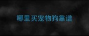 哪里买宠物狗靠谱