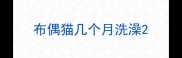 布偶猫几个月洗澡