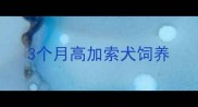 3个月高加索犬饲养
