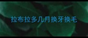 拉布拉多几月换牙换毛