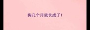 狗几个月就长成了