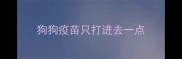 狗狗疫苗只打进去一点