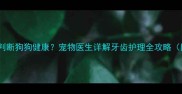 如何通过牙齿照片判断狗狗健康宠物医生详解牙齿护理全攻略附专业机构推荐
