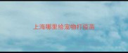 上海哪里给宠物打疫苗